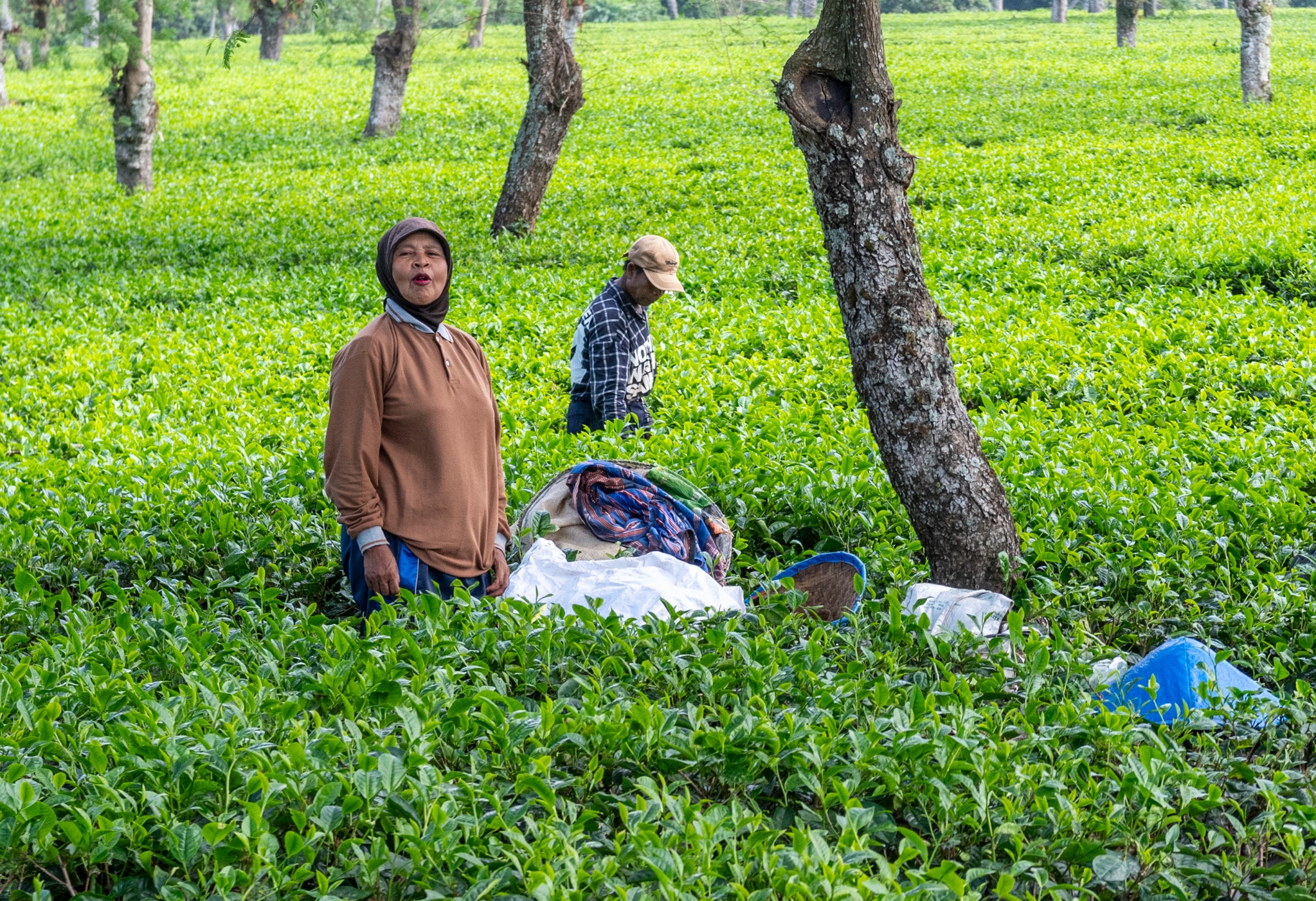 DDH 9495