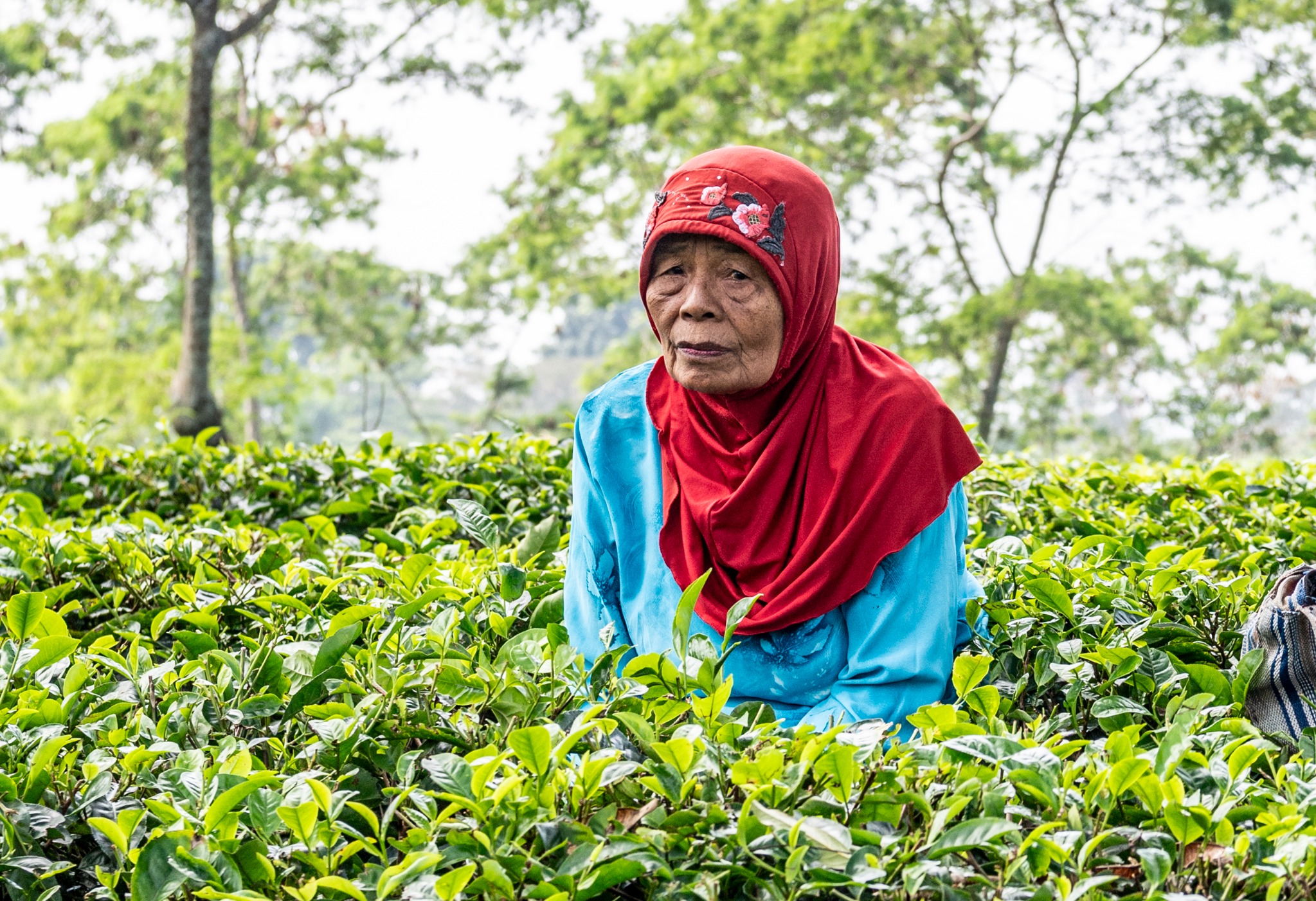 DDH 9558