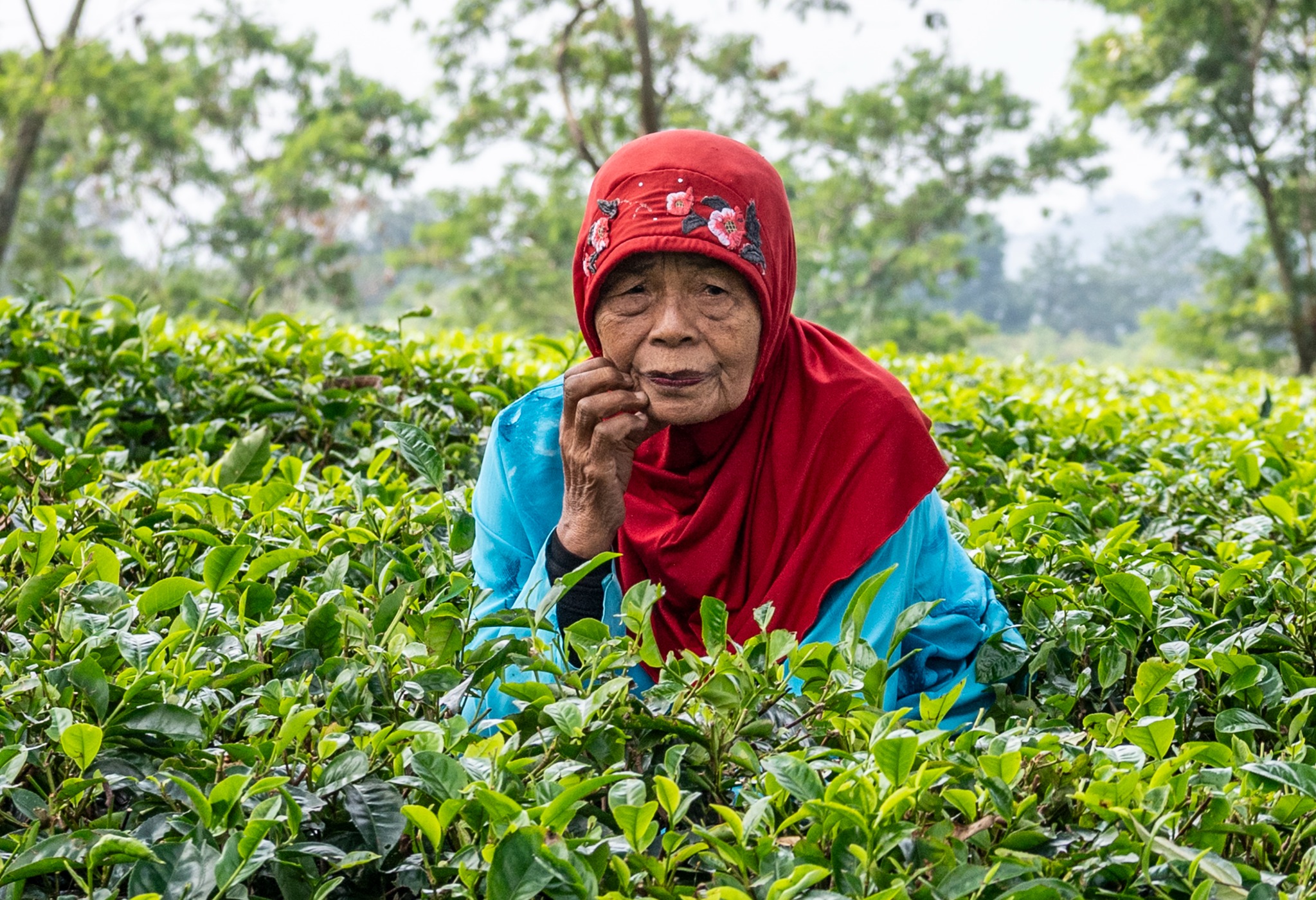 DDH 9562