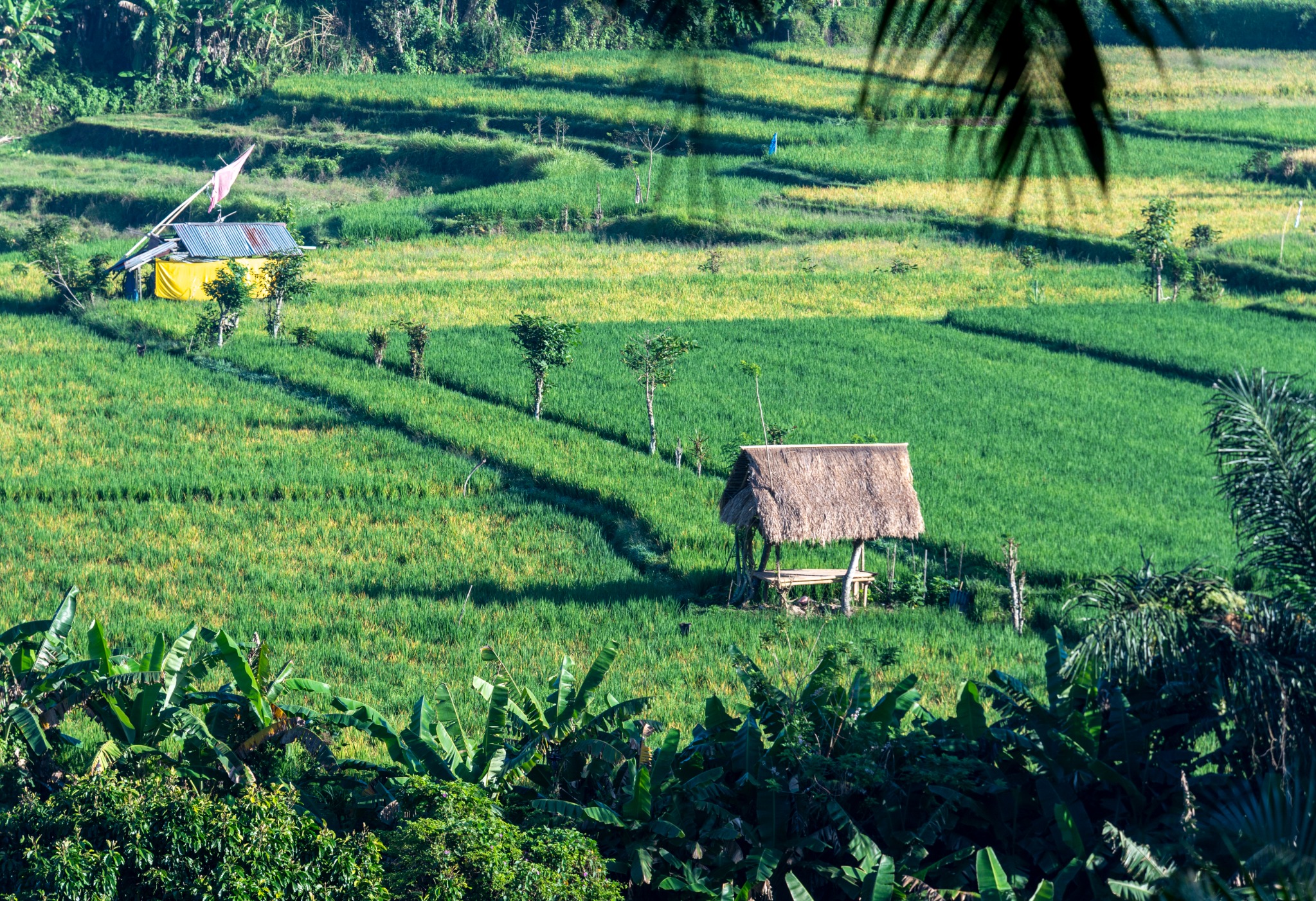 DDI 0218