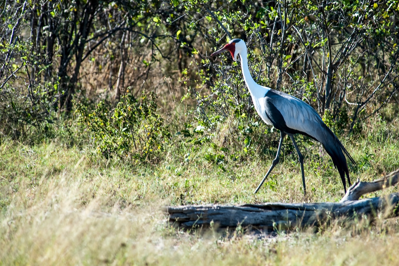ABB 1101