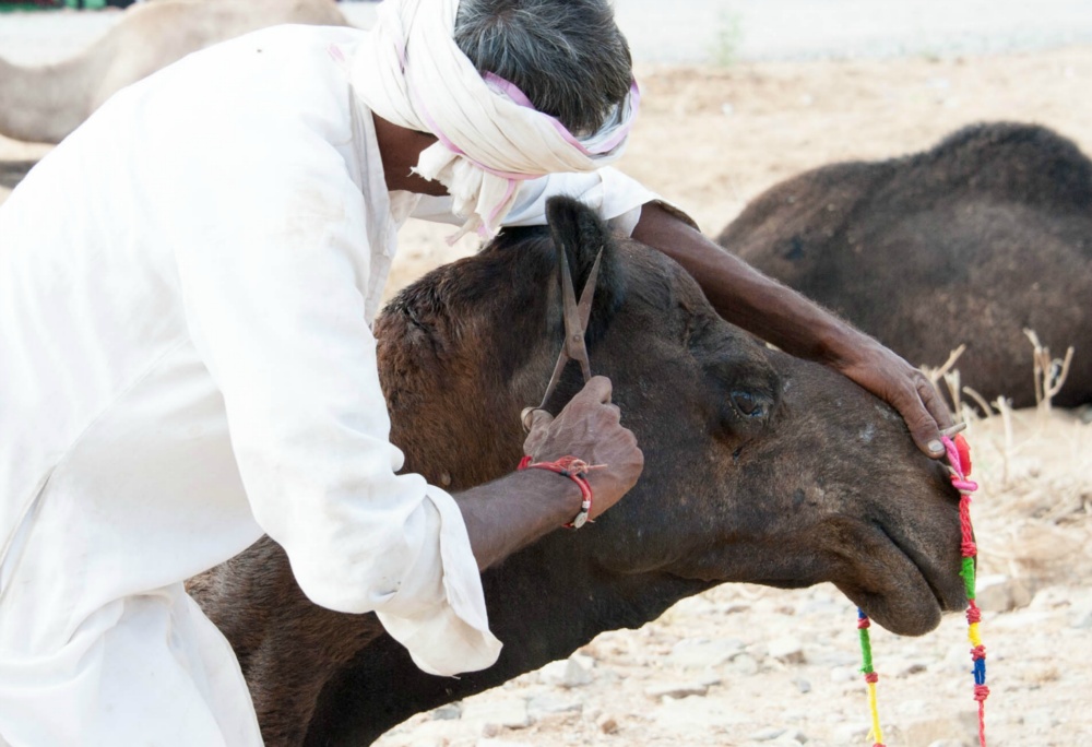BAD 0184